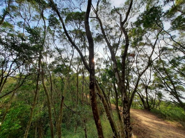 《台中》大肚環保公園登山步道、望高寮賞景1055303