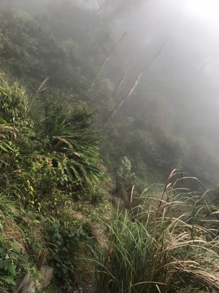 雪見大板根森林封面