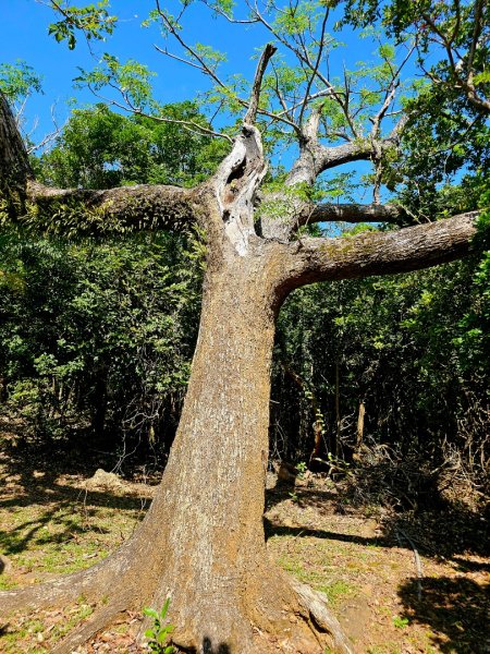 墾丁國家森林遊樂區步道群-(屏東)臺灣百大必訪步道2731234