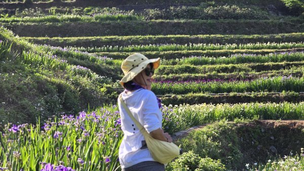 免出國免門票，連綿壯闊的梯田風情，全臺唯一梯田鳶尾花海，嵩山百年梯田2764686