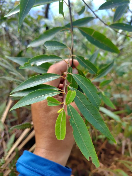 關刀山西峰 關刀山 關刀山東峰 西關刀山北峰 西關刀山北北峰2891011