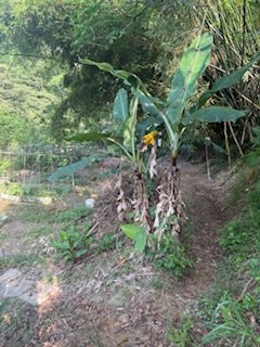 20250517 建安+鳥嘴+雙港子群峰 O型2788277