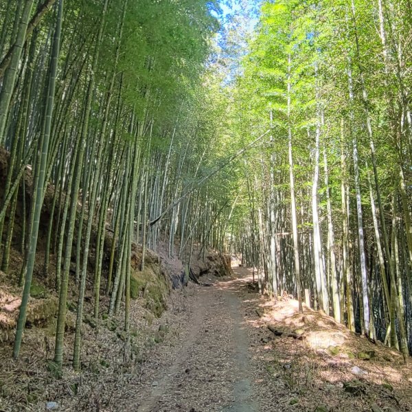 溪頭鳳凰山隆田線（小百岳）2350871