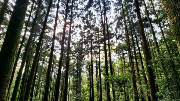 【中級山縱走】志繼山，東眼山，拉卡山，卡外山，東滿步道2742583