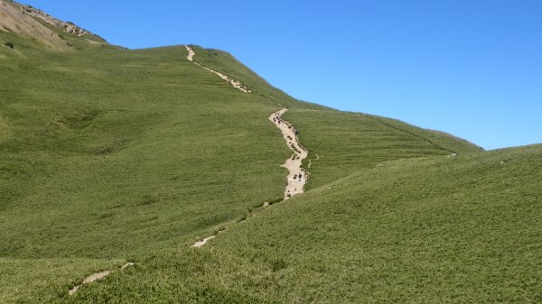 合歡山北峰 小溪營地 鷹角石 合歡北峰名樹2903411