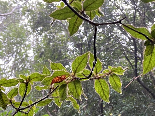 尋覓雨霧中的獅子|獅仔頭山|Mt.Shizaitou|隘勇線|峯花雪月2384997