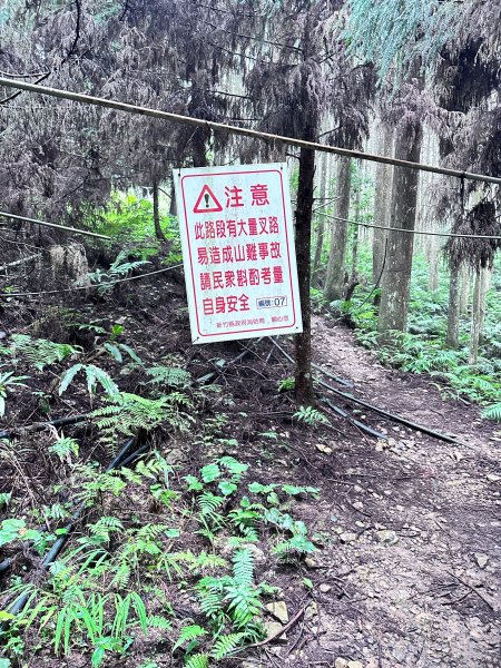 絕美柳杉林民都有山涼爽舒適2604532