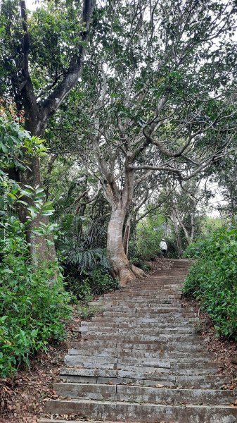 《苗栗》楓香林道｜頭份老崎古道（後花園步道）202503292748856