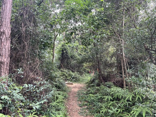 [皮皮獅探險隊-05/10] 2025_0706 石光古道2831860