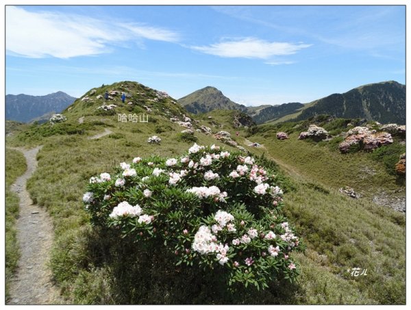 哈哈山~石門北峰/杜鵑花開1372533