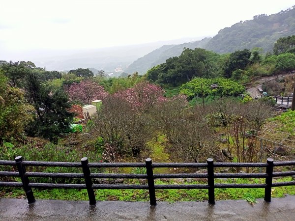 雨中漫步淡水跤頭趺崙步道、楓樹湖步道、天元宮