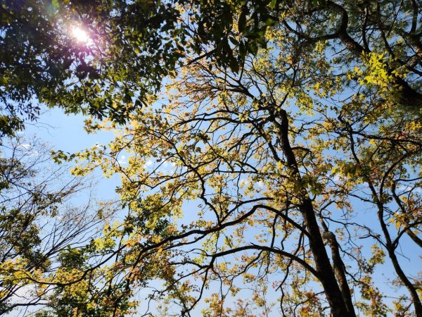 【中級山】邑治第一山，守城大山，連走守關山，守關山南峰2740905