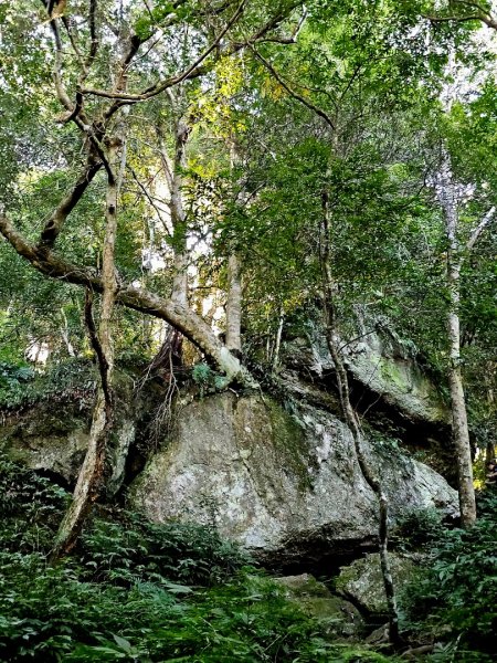 油羅山-2025森遊竹縣皮皮獅探險隊2910089