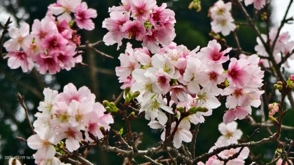 #虎山  #101大樓  #國父紀念館 #河津櫻 #中正紀念堂 2/193002649