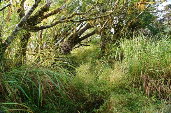宜蘭 大同 望洋山、翠峰湖步道、山毛櫸步道2880731