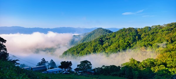 雲山水花鳥蝶-天龍國阿伯的日常 #艷紅鹿子百合 #大鳳蝶 #玉帶鳳蝶2863912