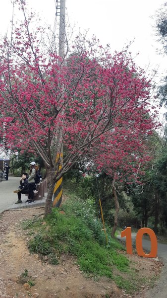 《台中》樹中有樹｜大坑步道6上7下O繞202502082708625