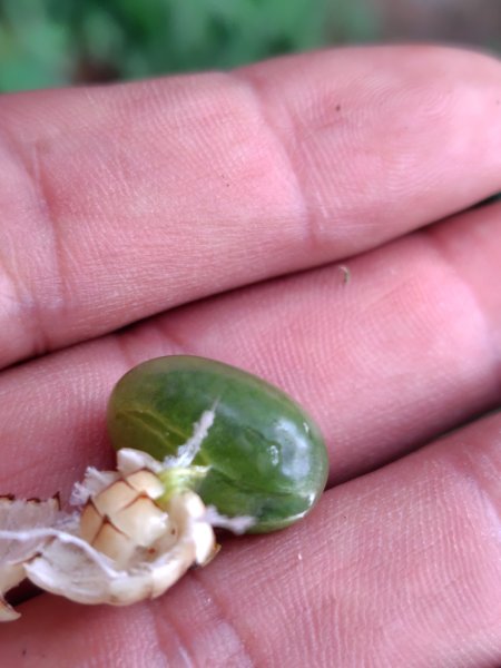 鳳鳴古道 鳳鳴山 南隘勇（南長城）古道 三湖山 八達嶺（龍骨）古道 綠色古道 延平古道2975179