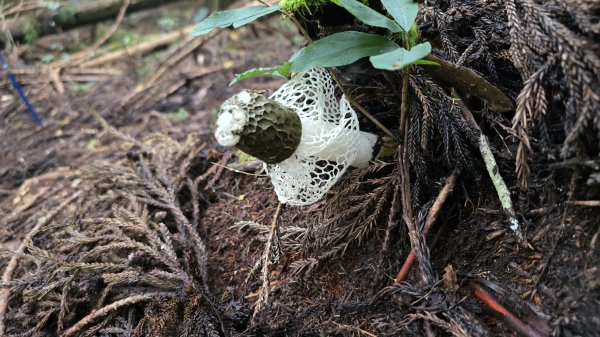 民都有山，夏日首選，好涼爽的中級山，新竹熱門登山景點，時而陽光穿林，時而濃霧彌漫，非常迷人。2827251