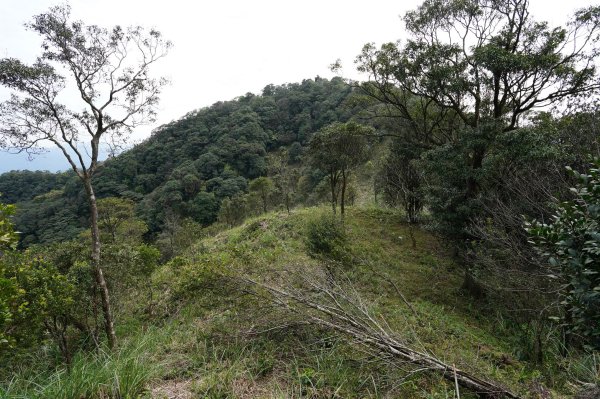 新北 烏來 大桶山、火燒樟山2728791