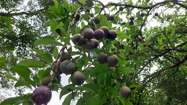 石碇 O 型縱走大崙古道・崩山大崙・華梵大學・熱腸古道・磨石坑山2803267