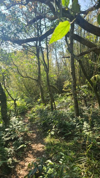 2025-0130溪和宮-大崎頭步道-鵝尾山-平溪步道-鵝尾山水田-42巷-溪山百年古圳-平菁步道2701871