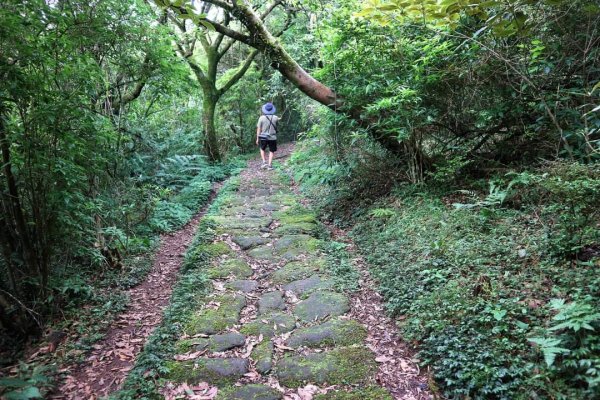 陽明山  菜公坑山 反經石   水車寮步道。林木蓊鬱  豐富的蕨類植披，絕佳避暑古道2174041