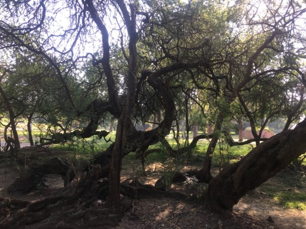 永康糖廠三崁店社遺址、迎曦湖、道爺湖、樹之谷、霞客湖2701614