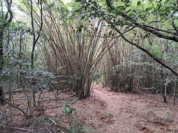 小百岳集起來大崙頭尾山親山步道3127355