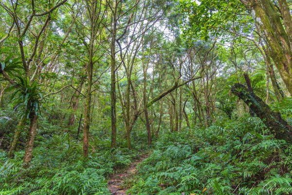 [宜蘭]鵲子山2932524