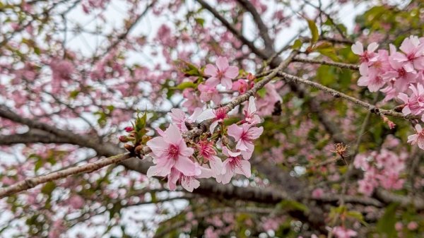 雲嘉五連峰 (大尖山、二尖山、馬鞍山、梨子腳山、太平山)2991060