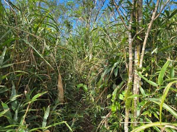 萬人山、六十石山（小百岳）2999878