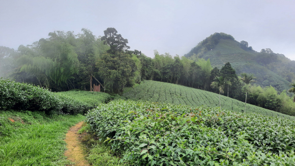 《嘉義》雲霧茶園｜雲嘉三加一連峰O繞