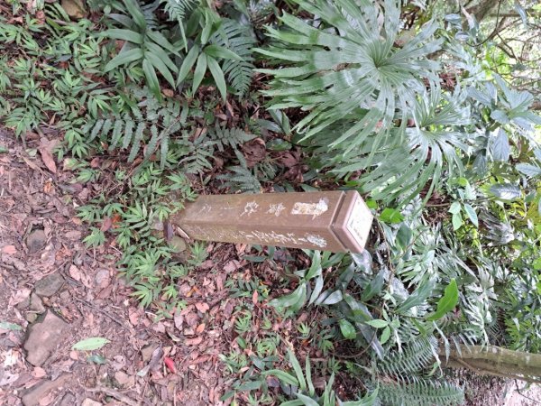 2026微笑山線筆架連峰段3103656