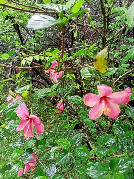 雨中漫步瑞芳二尖 - 龍潭山、秀崎山1317905