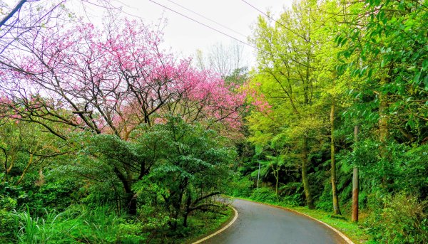 勤進路櫻花3009723