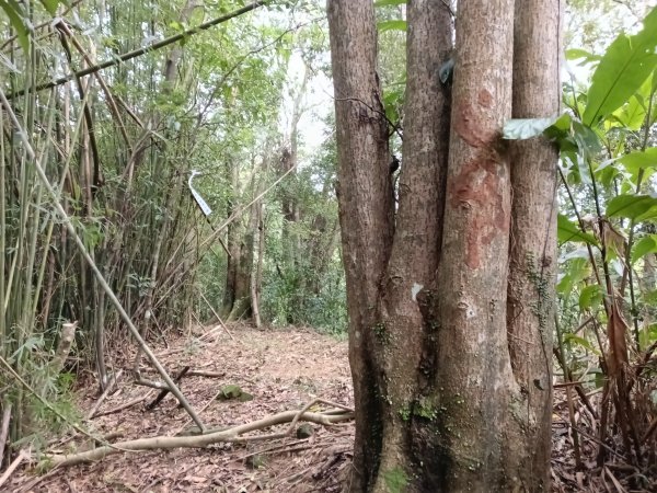 雙溪區石壁坑橋+平林山+武山煤礦土地公+上林山稜線+彎穹越嶺古道+石壁坑橋O型2991290