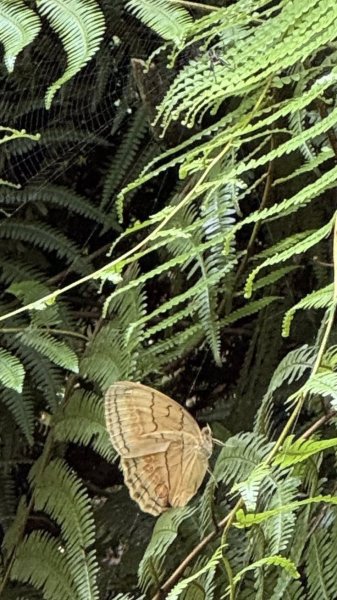 20250824小百岳大橫屏山2871812