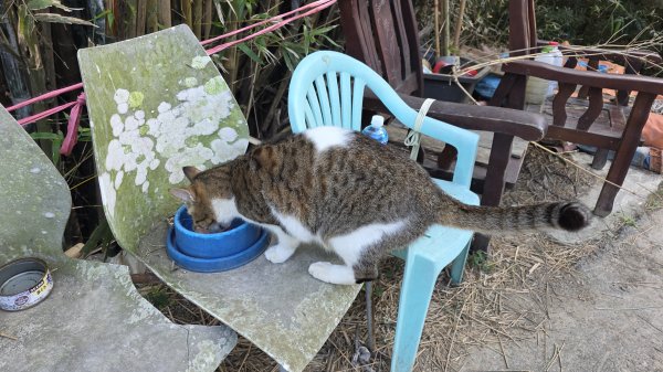 四角坪道、羊寮坑道3002329