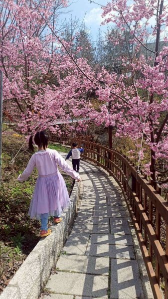 🌈2/19（四）-20（五）司馬庫斯櫻花季2日✨FB：熊熊趴爬走 🌈3004398