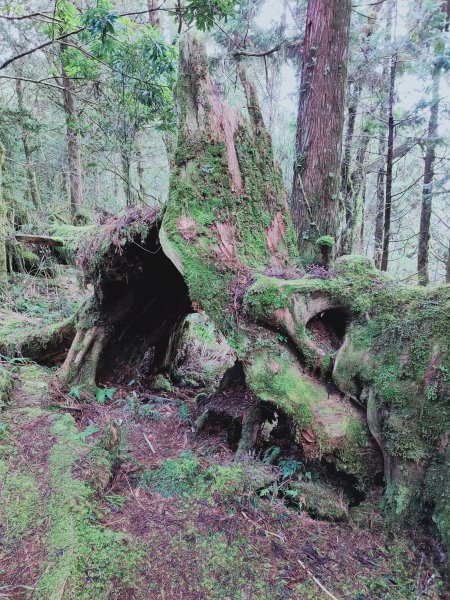太平山檜木原始林步道1293023
