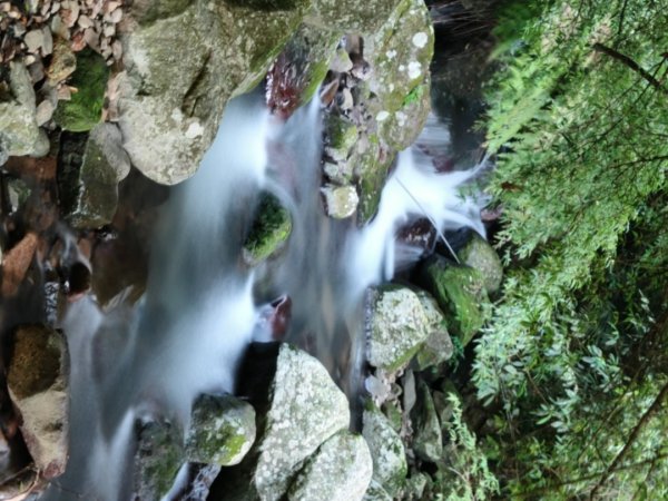 草山觀瀑吊橋-百年楓香巨木-草山水管支線-大屯瀑布-小隱潭瀑布2982755