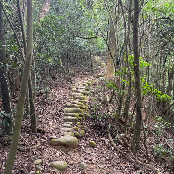 20231024_新竹飛龍健行步道（森遊竹縣）2762910