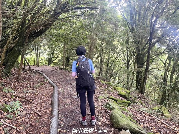 【嘉義縣阿里山鄉】避暑山林芬多精。 石山引水道步道、鹿林前山瀑布2280177