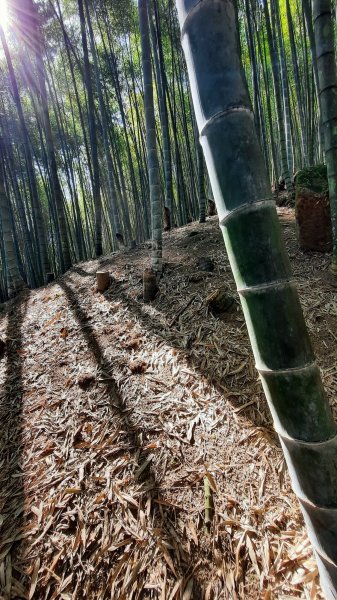 《南投》竹林台灣杉｜溪頭山竹崙山志騰山O繞202302182035817