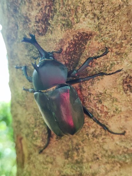 福源山步道-鶯歌大榕樹平台2847749