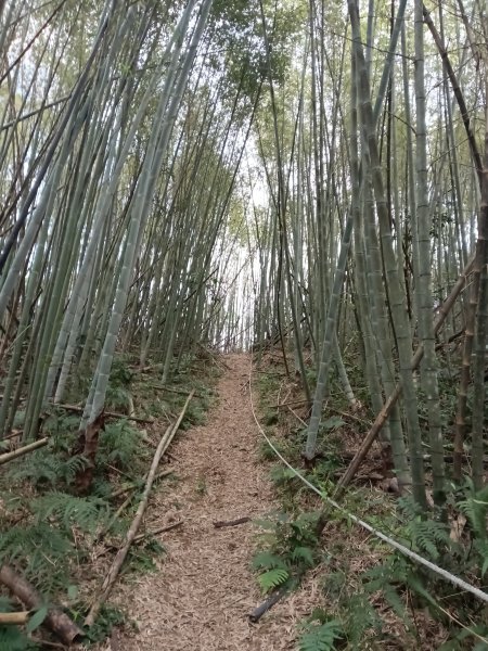枕頭山-枕頭山西峰2733958