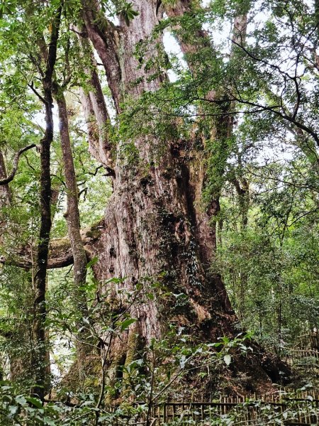 司馬庫斯神木群步道及櫻花季-(新竹)臺灣百大必訪步道3007801