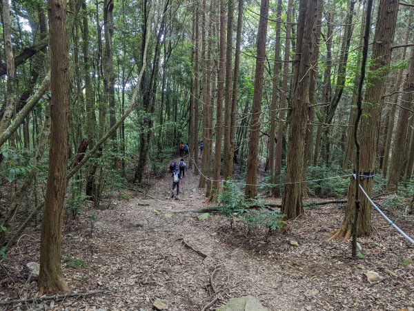 谷關七雄(三)：屋我尾山（大雪山林道31.3K來回）