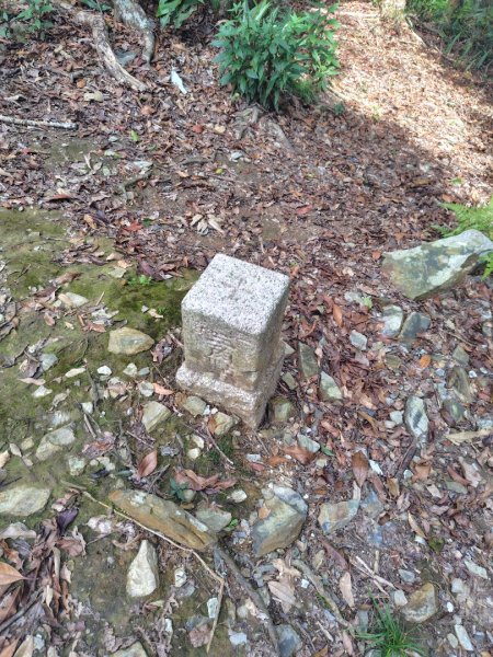 多納六秀 京大山2957596